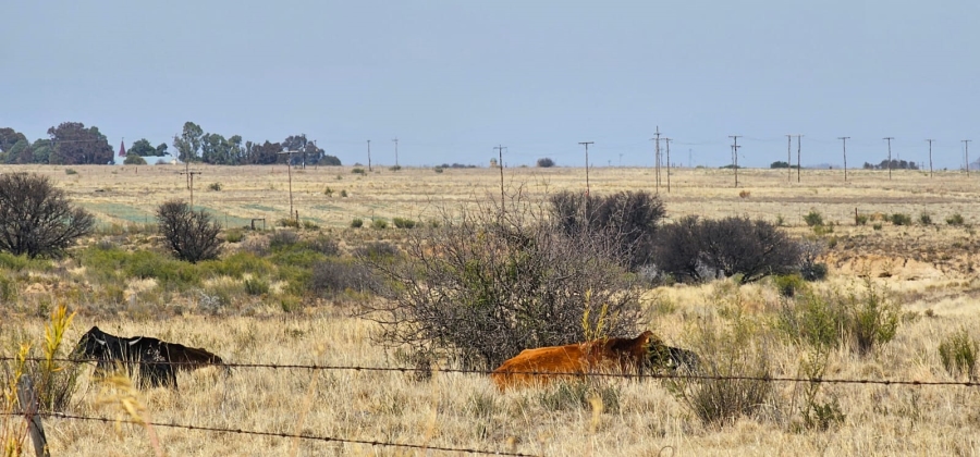 5 Bedroom Property for Sale in Reddersburg Rural Free State